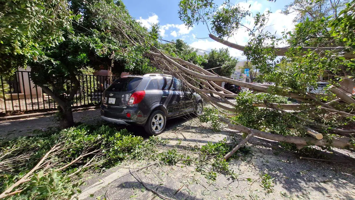 árboles derribados por el viento